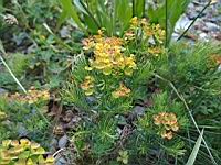 Euphorbe petit-cypres - Euphorbia cyparissias (1)